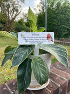 Acrylic Robin plant pot memorial plaque