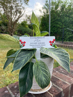 Acrylic Tulip plant pot memorial plaque