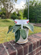 Acrylic Tulip plant pot memorial plaque