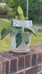 Acrylic Purple Butterflies plant pot memorial plaque